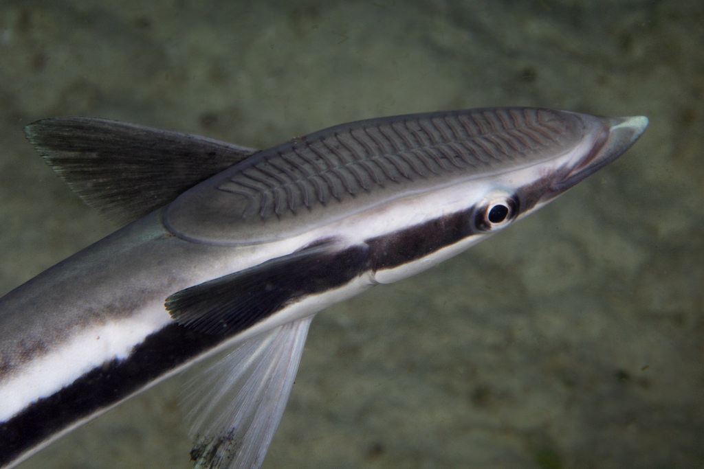 Remora